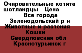 Очаровательные котята шотландцы › Цена ­ 2 000 - Все города, Зеленодольский р-н Животные и растения » Кошки   . Свердловская обл.,Краснотурьинск г.